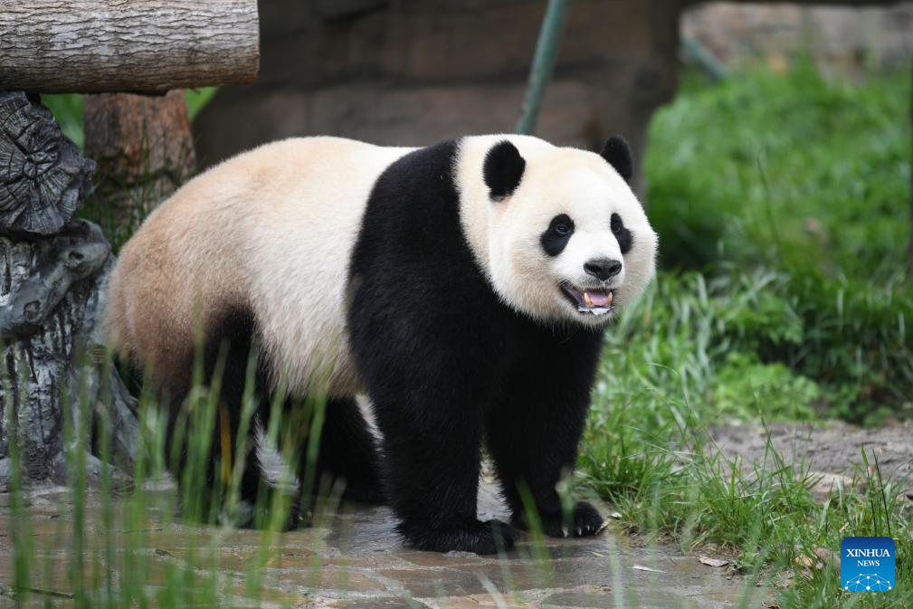 A glimpse of foreign-born giant pandas' life after returning to China