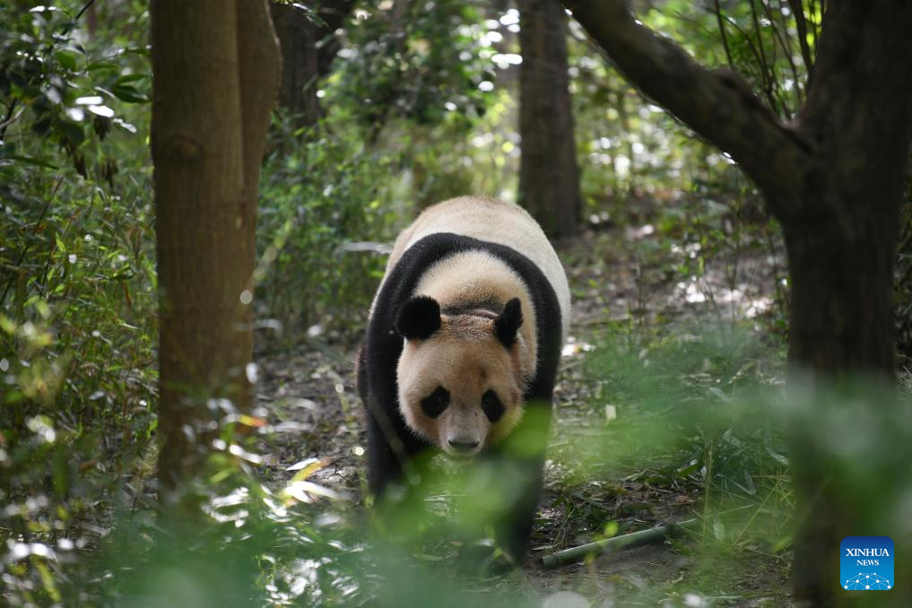 A glimpse of foreign-born giant pandas' life after returning to China