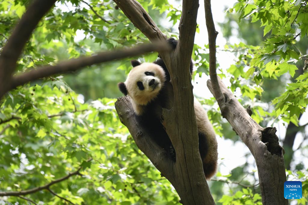 A glimpse of foreign-born giant pandas' life after returning to China