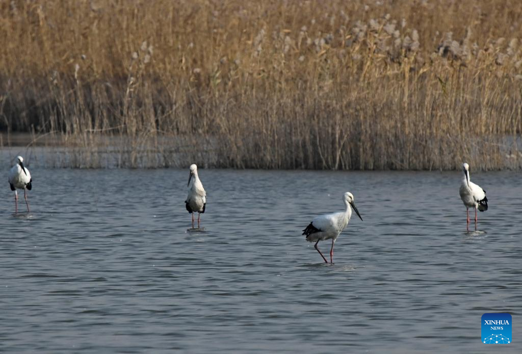 Oriental white storks attracted to Hebei's Caofeidian wetland as ecosystem improves