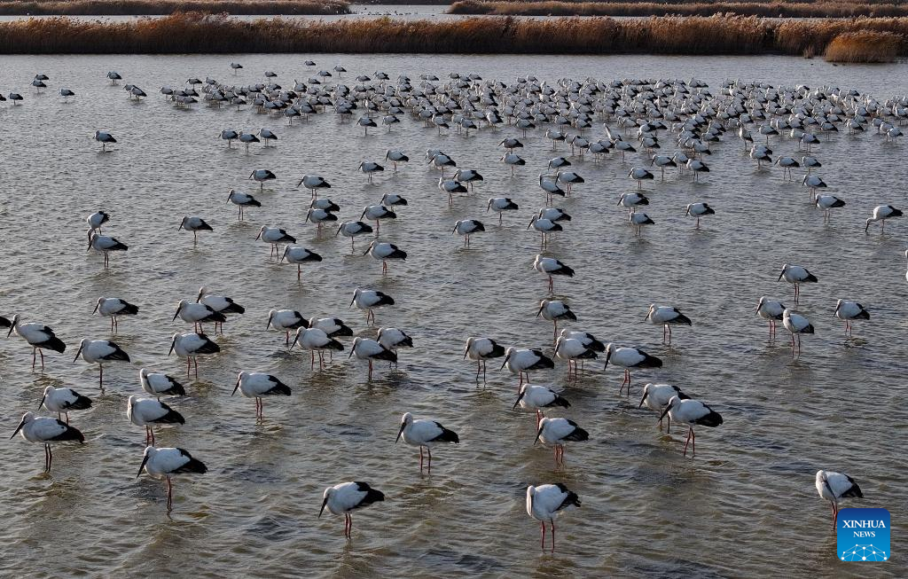 Oriental white storks attracted to Hebei's Caofeidian wetland as ecosystem improves