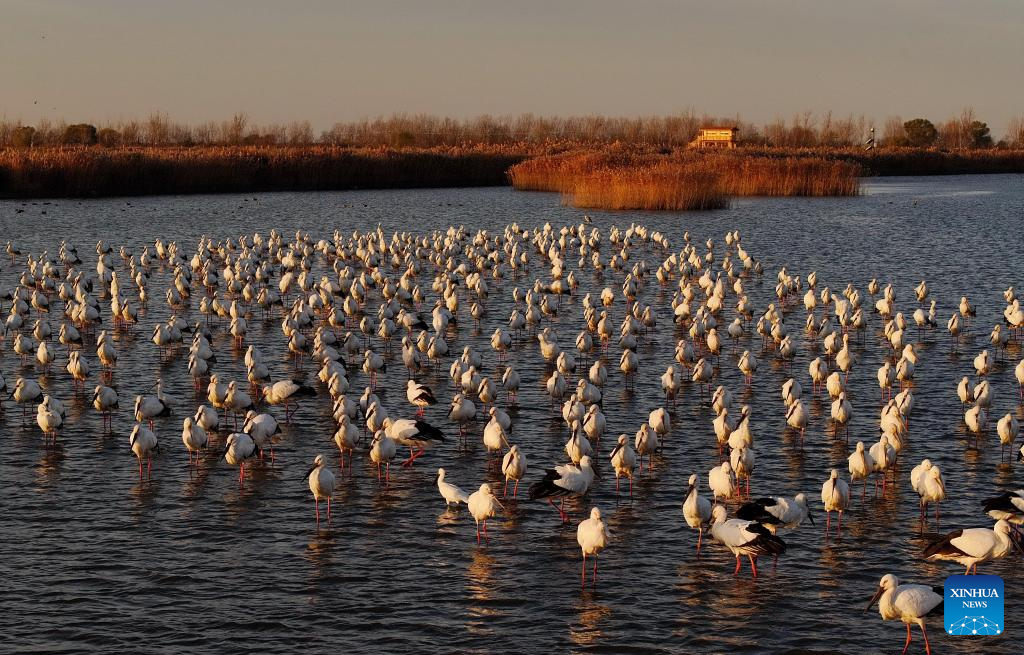 Oriental white storks attracted to Hebei's Caofeidian wetland as ecosystem improves