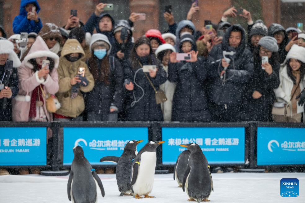 Penguins parade held in Harbin