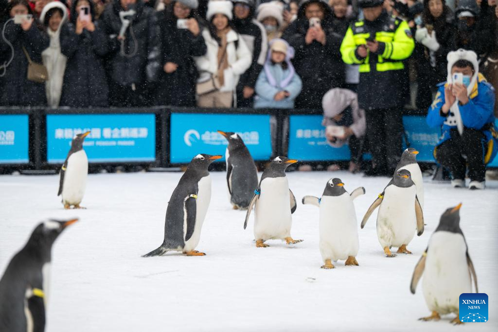 Penguins parade held in Harbin