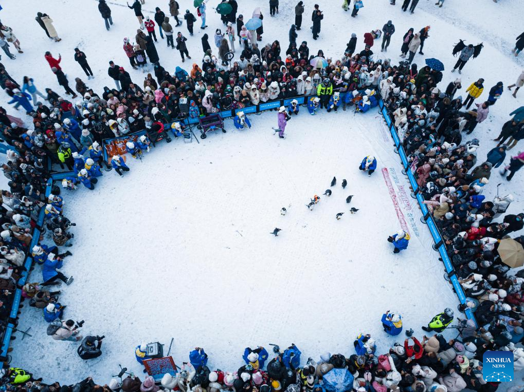 Penguins parade held in Harbin