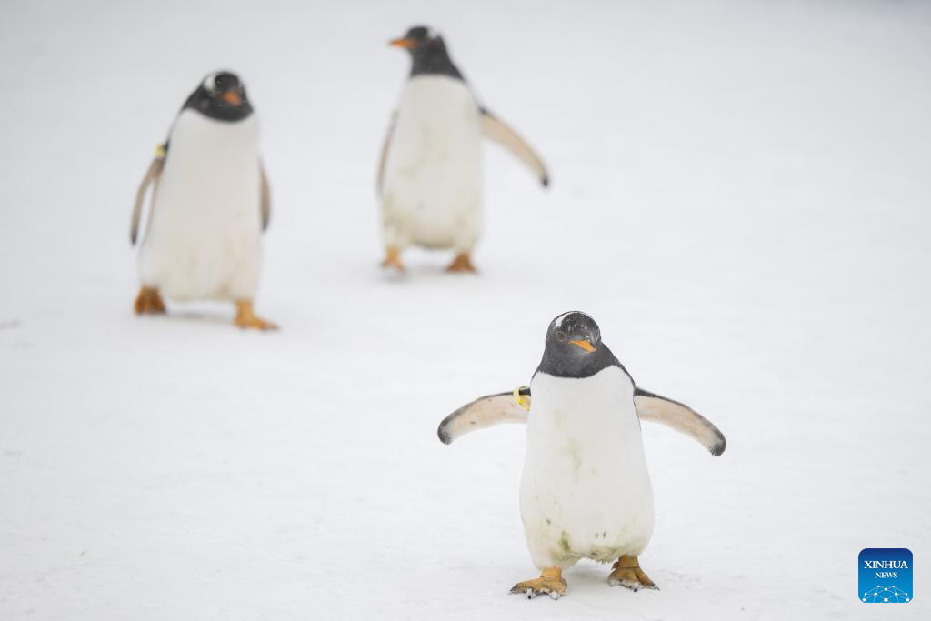 Penguins parade held in Harbin