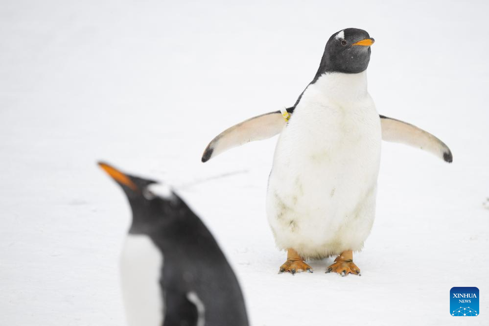 Penguins parade held in Harbin