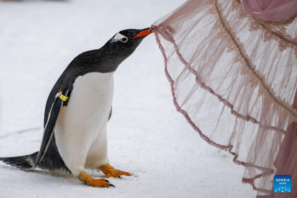 Penguins parade held in Harbin