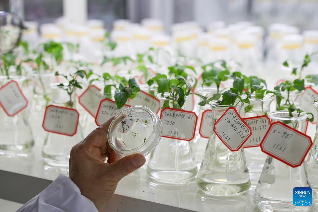 Hunan advances application of smart greenhouses in pepper planting industry