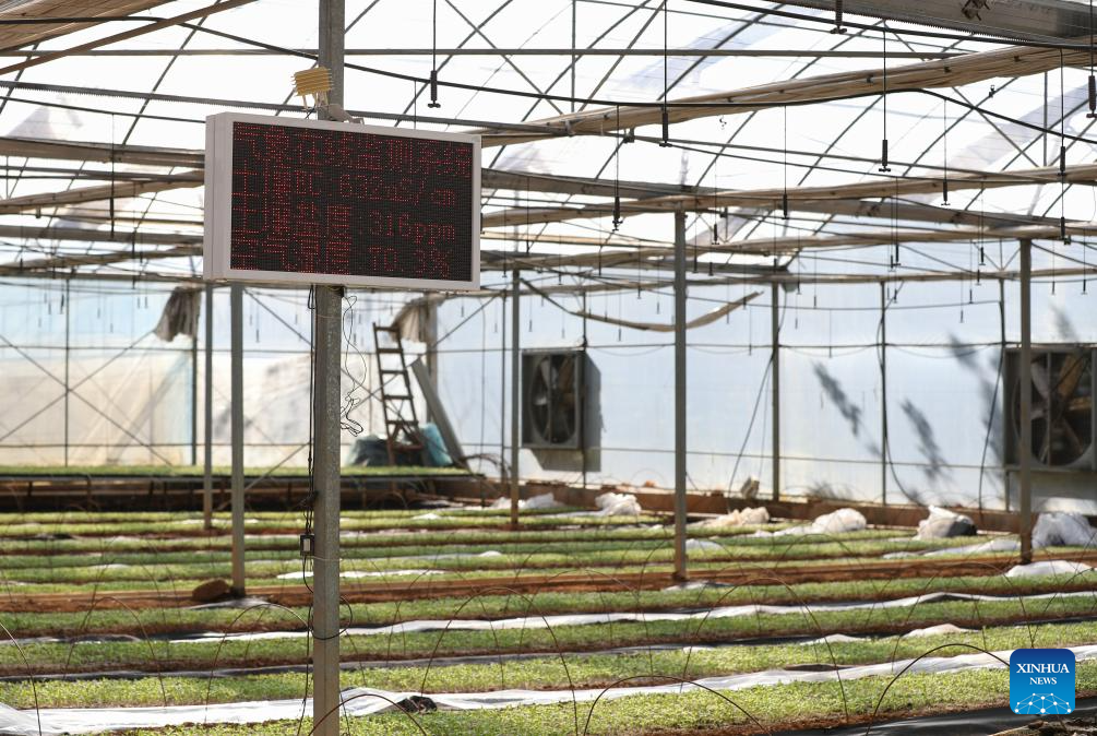 Hunan advances application of smart greenhouses in pepper planting industry