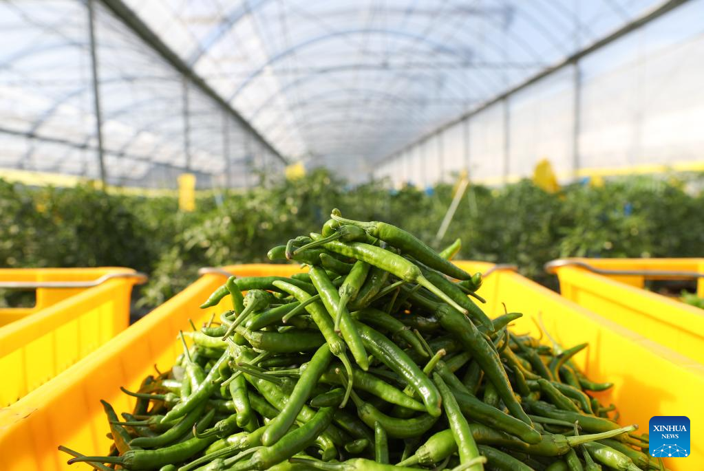 Hunan advances application of smart greenhouses in pepper planting industry