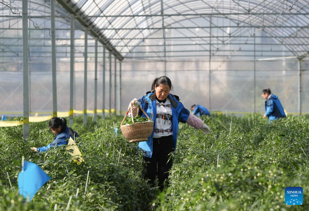 Hunan advances application of smart greenhouses in pepper planting industry