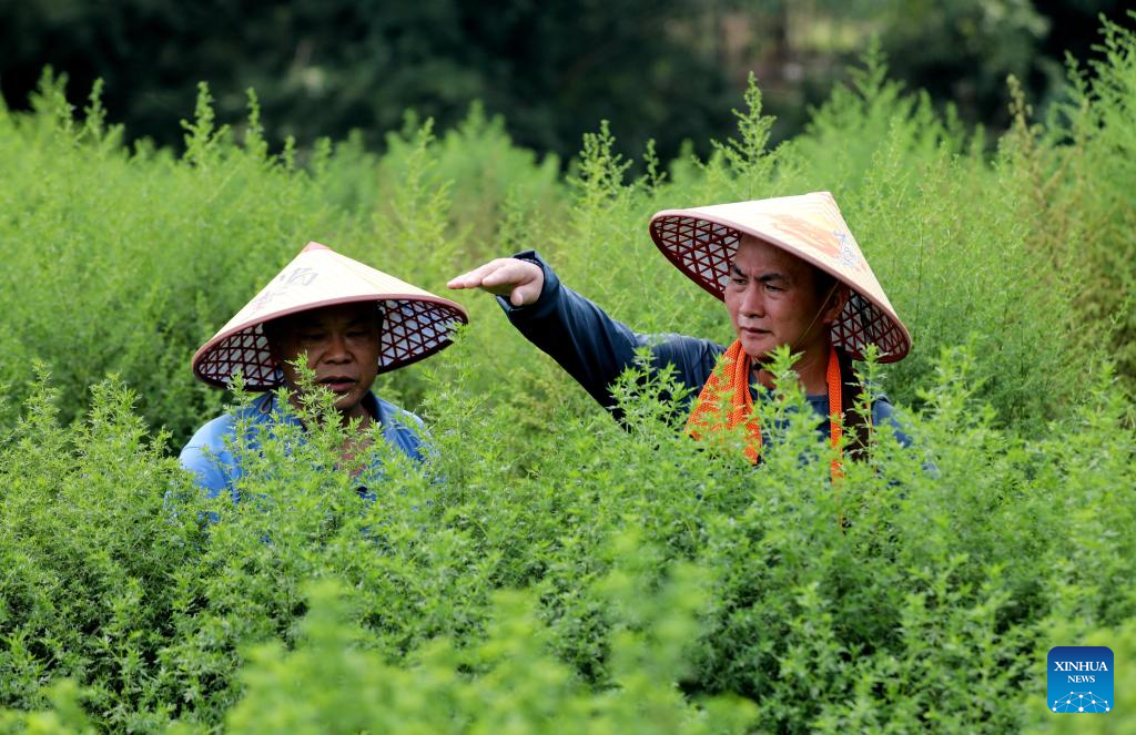 County in S China develops sweet wormwood planting to advance rural revitalization