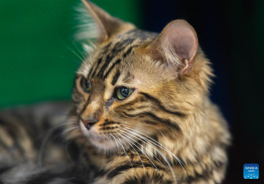 2024 Christmas Canadian Pet Expo held in Ontario