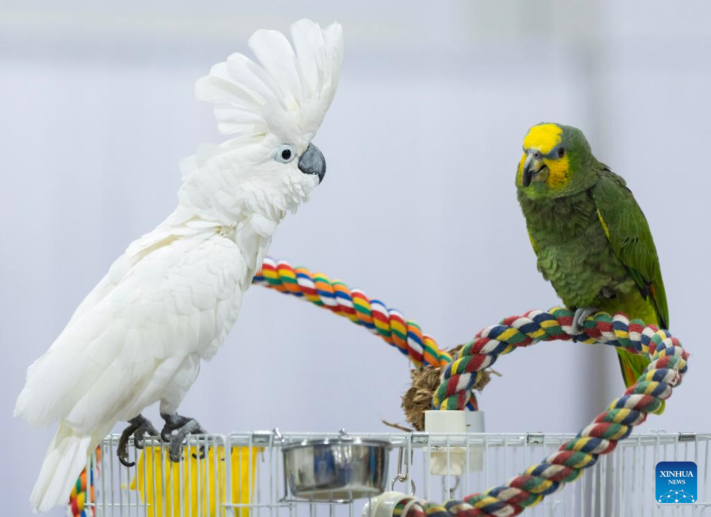 2024 Christmas Canadian Pet Expo held in Ontario