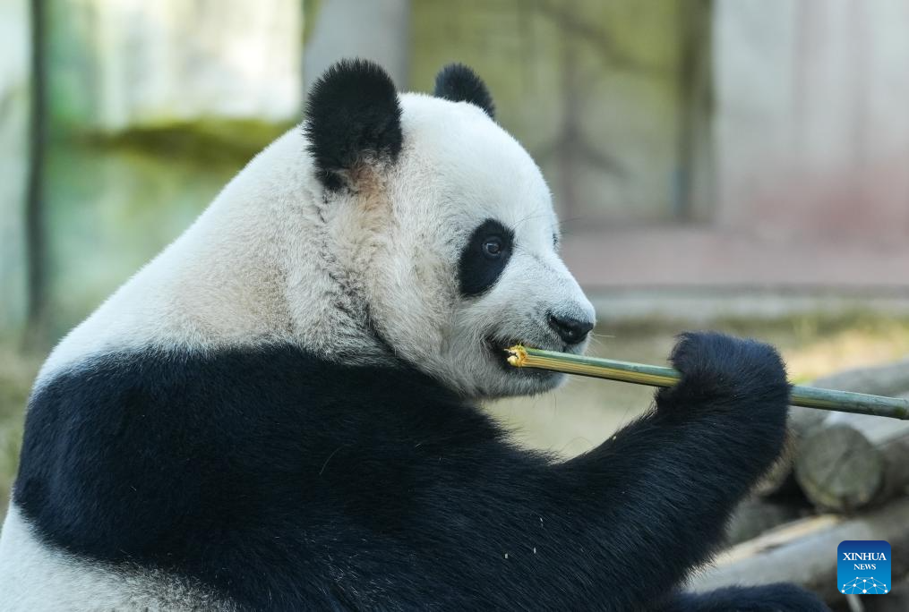 Giant pandas attract visitors in Nanjing tourist resort