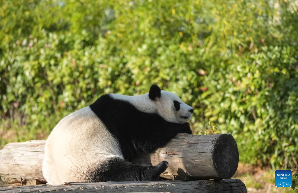 Giant pandas attract visitors in Nanjing tourist resort