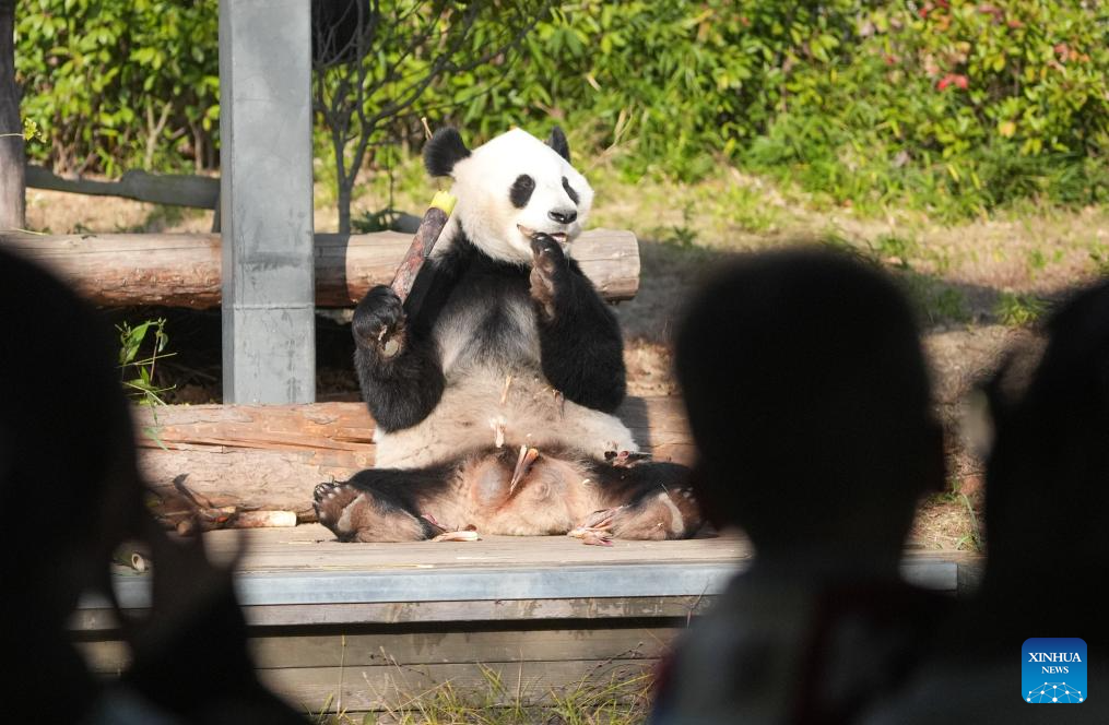 Giant pandas attract visitors in Nanjing tourist resort