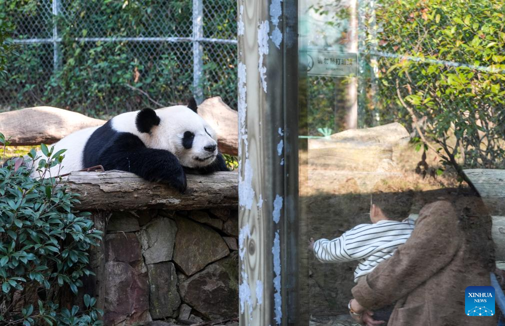 Giant pandas attract visitors in Nanjing tourist resort