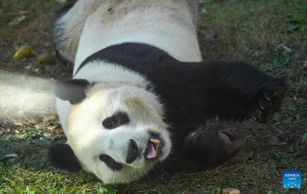 Giant pandas attract visitors in Nanjing tourist resort