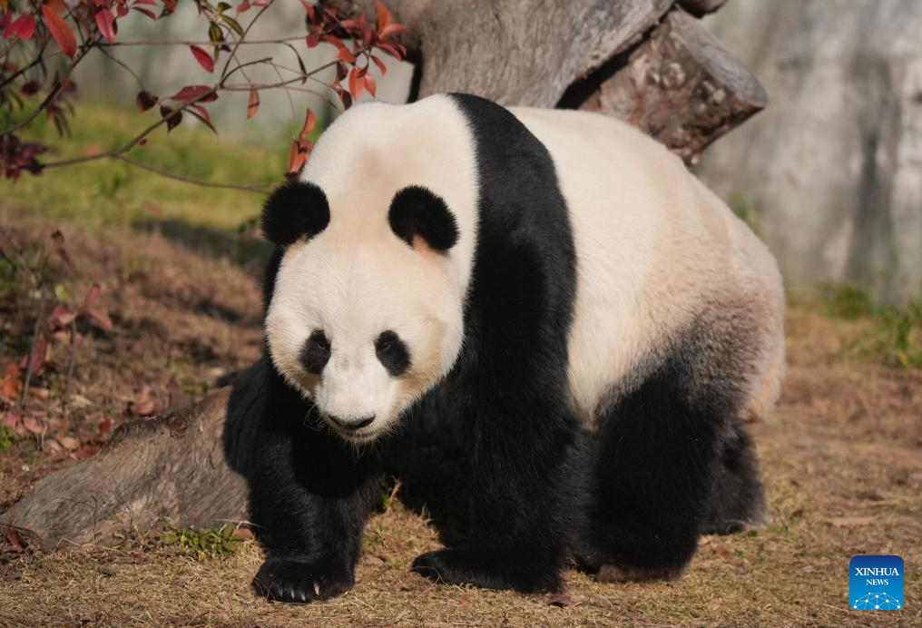 Giant pandas attract visitors in Nanjing tourist resort