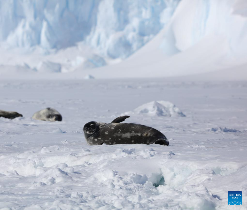 China's 40th Antarctic expedition team to return home