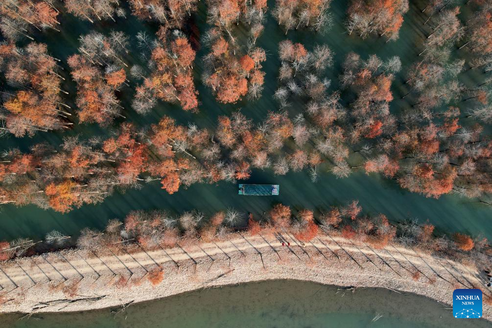 Scenery of bald cypress forests in Anhui