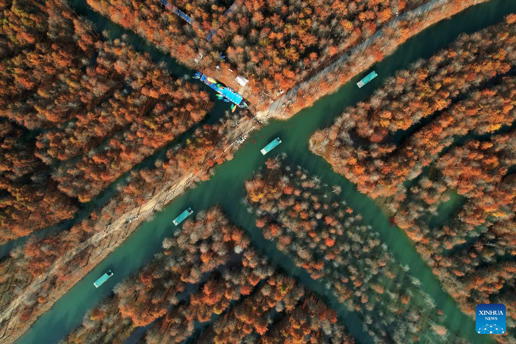 Scenery of bald cypress forests in Anhui