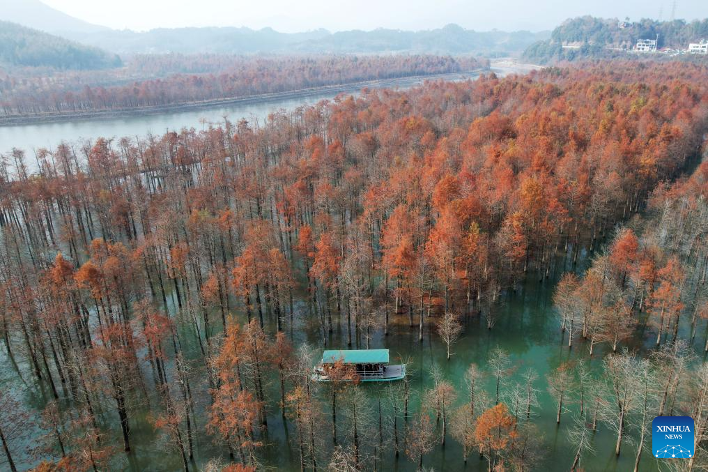 Scenery of bald cypress forests in Anhui