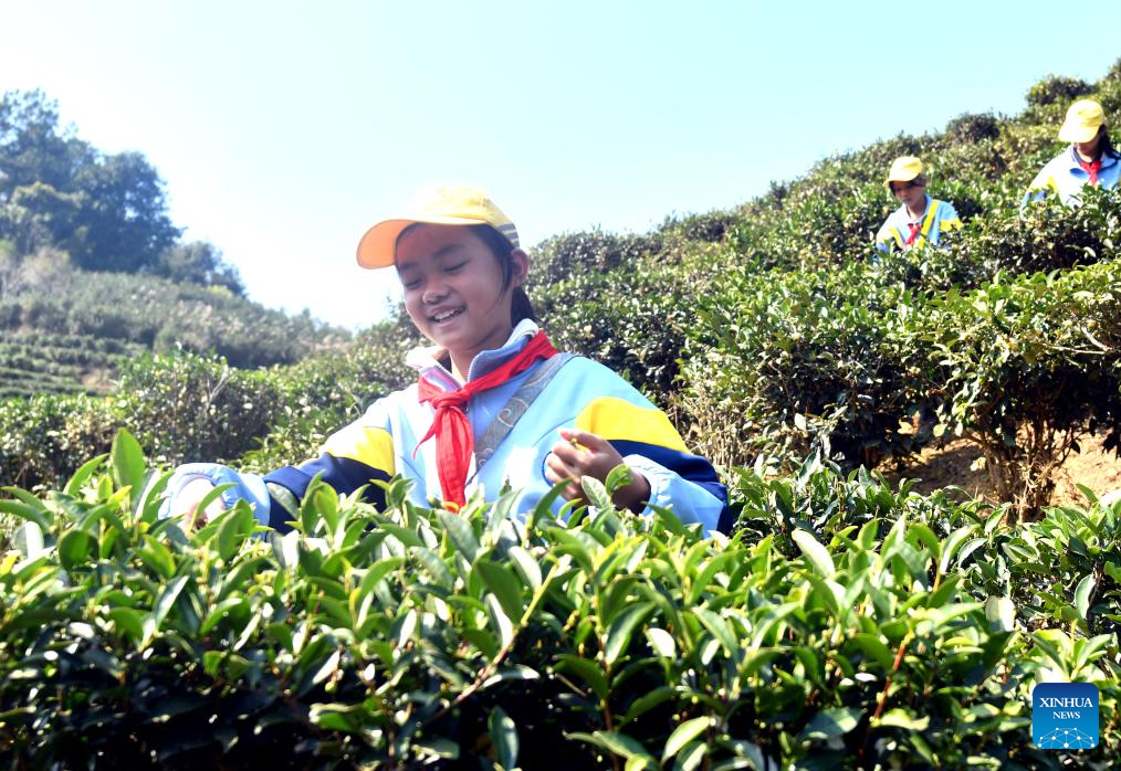 Liubao tea culture thrives in classrooms in Guangxi