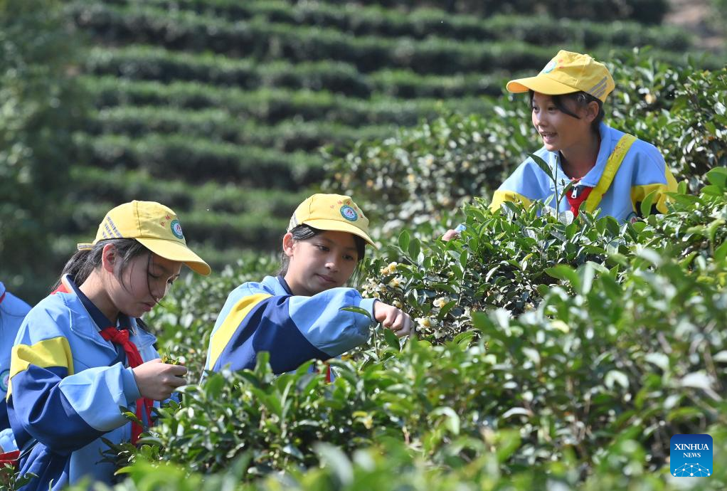 Liubao tea culture thrives in classrooms in Guangxi