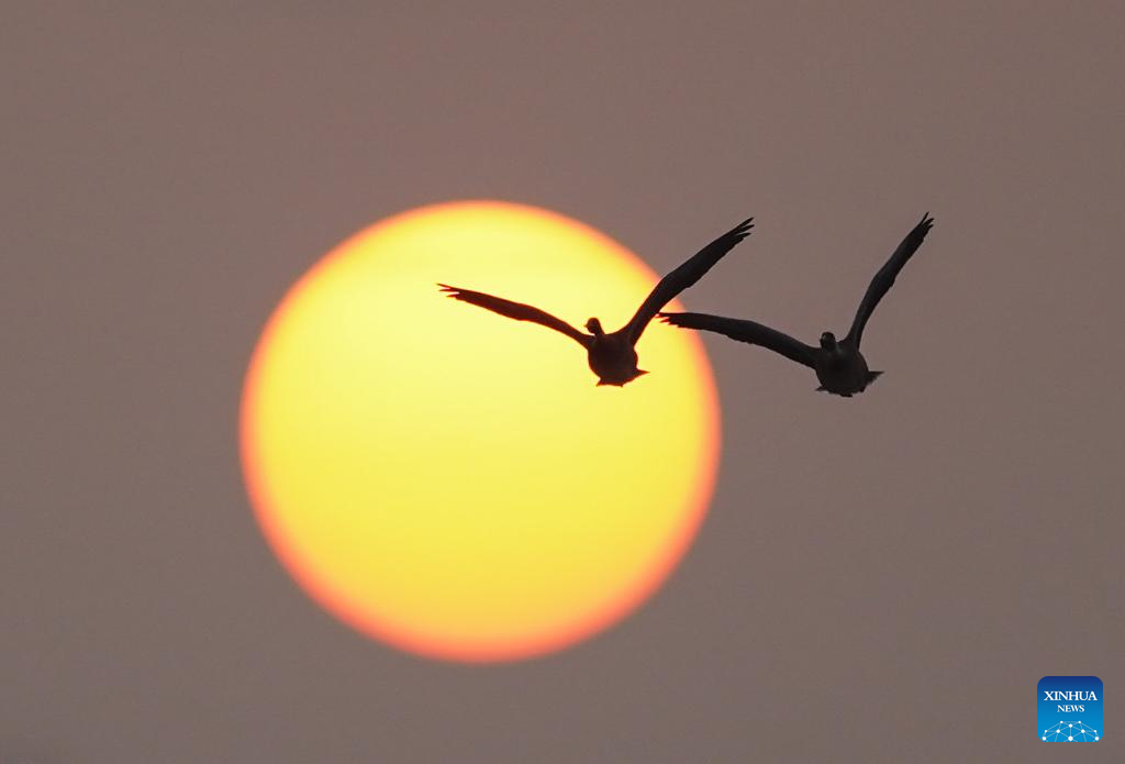 Poyang Lake in Jiangxi hails numerous migratory birds