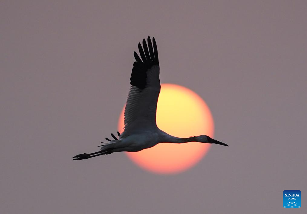 Poyang Lake in Jiangxi hails numerous migratory birds