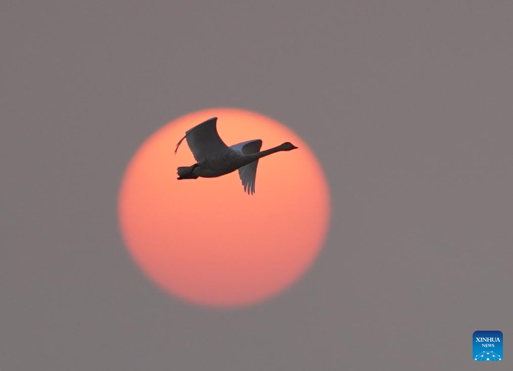 Poyang Lake in Jiangxi hails numerous migratory birds