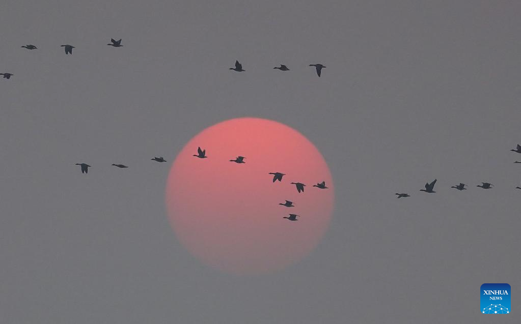 Poyang Lake in Jiangxi hails numerous migratory birds