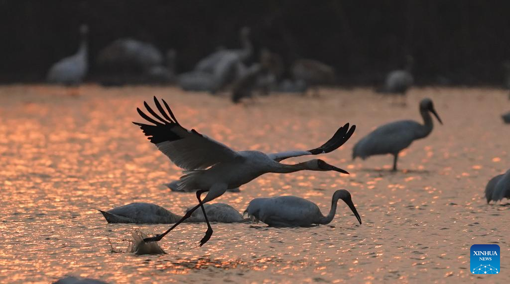 Poyang Lake in Jiangxi hails numerous migratory birds