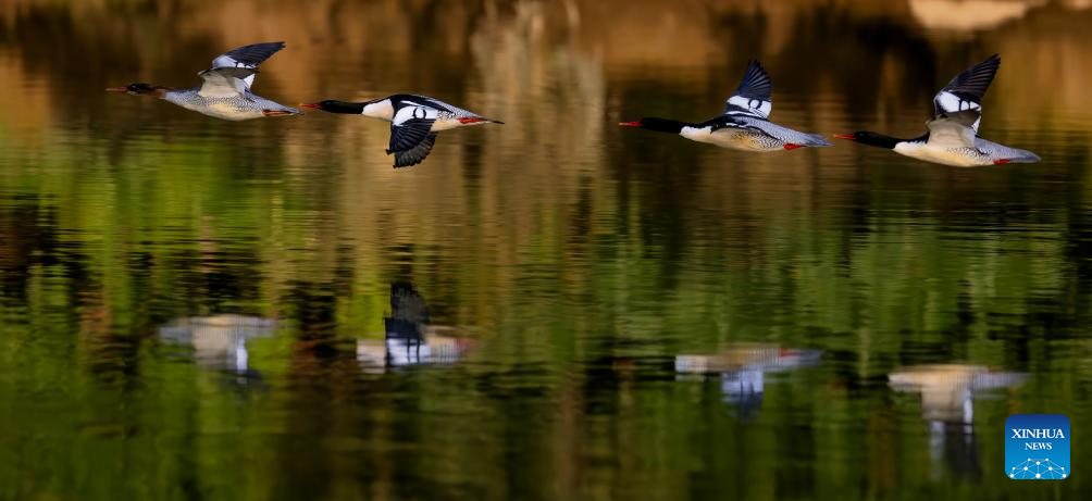 In pics: Chinese Mergansers in Yongtai, China's Fujian