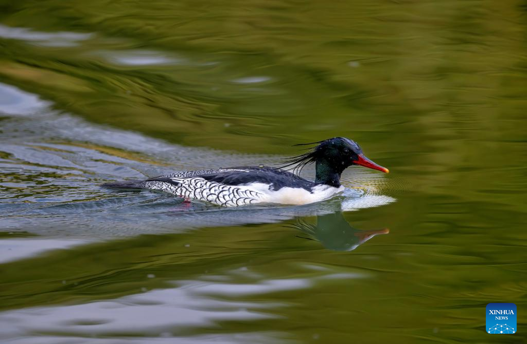 In pics: Chinese Mergansers in Yongtai, China's Fujian