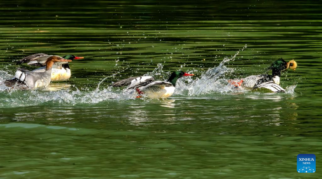 In pics: Chinese Mergansers in Yongtai, China's Fujian