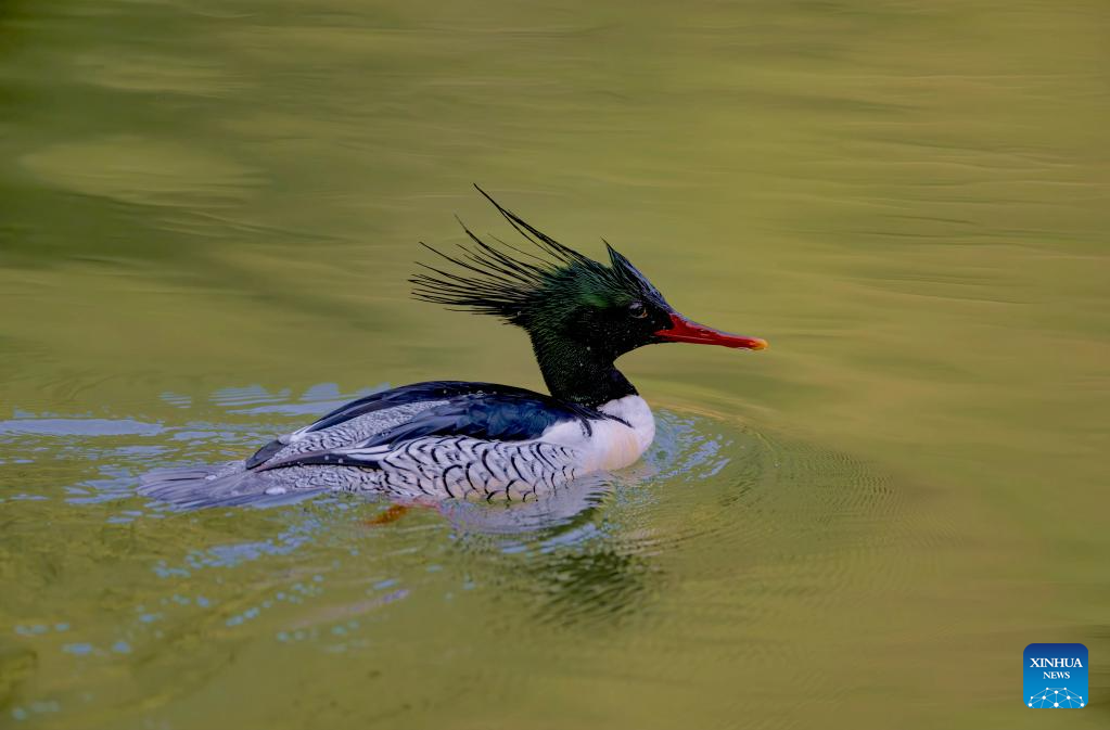 In pics: Chinese Mergansers in Yongtai, China's Fujian