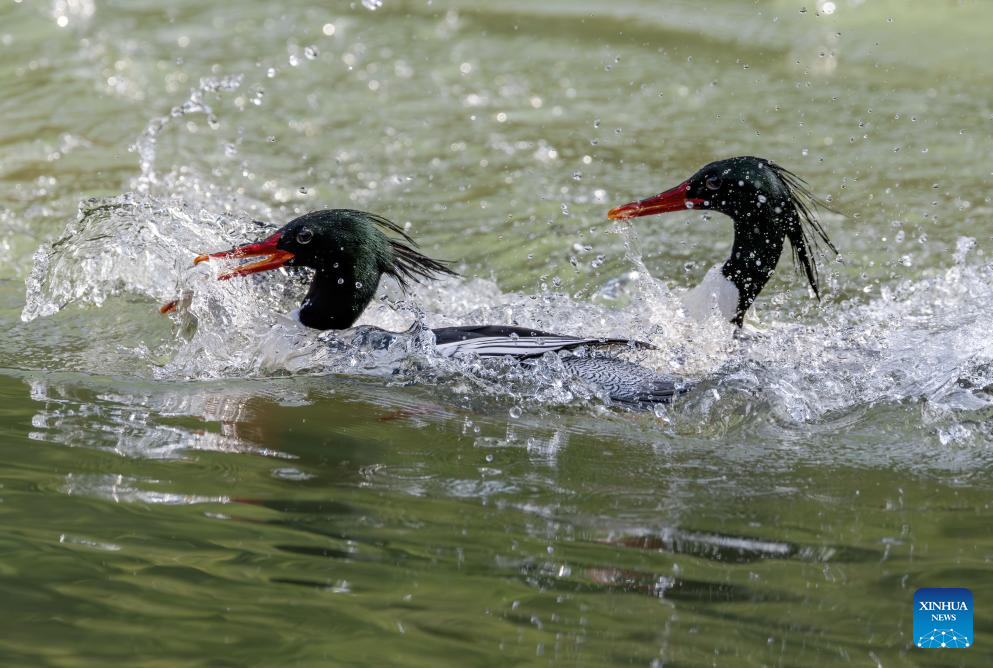 In pics: Chinese Mergansers in Yongtai, China's Fujian