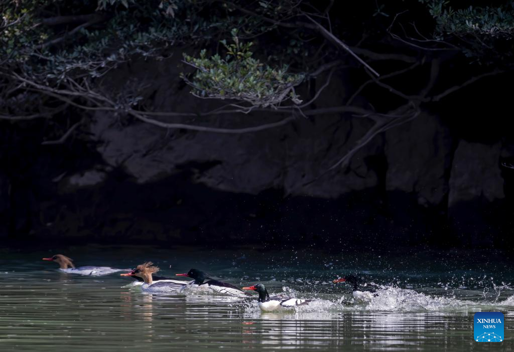 In pics: Chinese Mergansers in Yongtai, China's Fujian