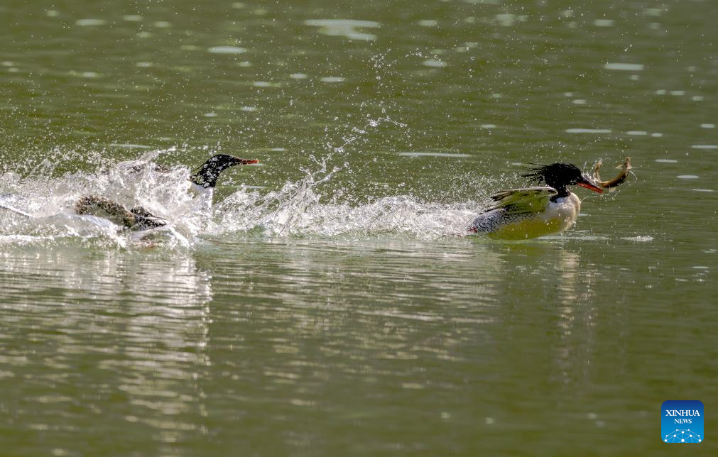 In pics: Chinese Mergansers in Yongtai, China's Fujian