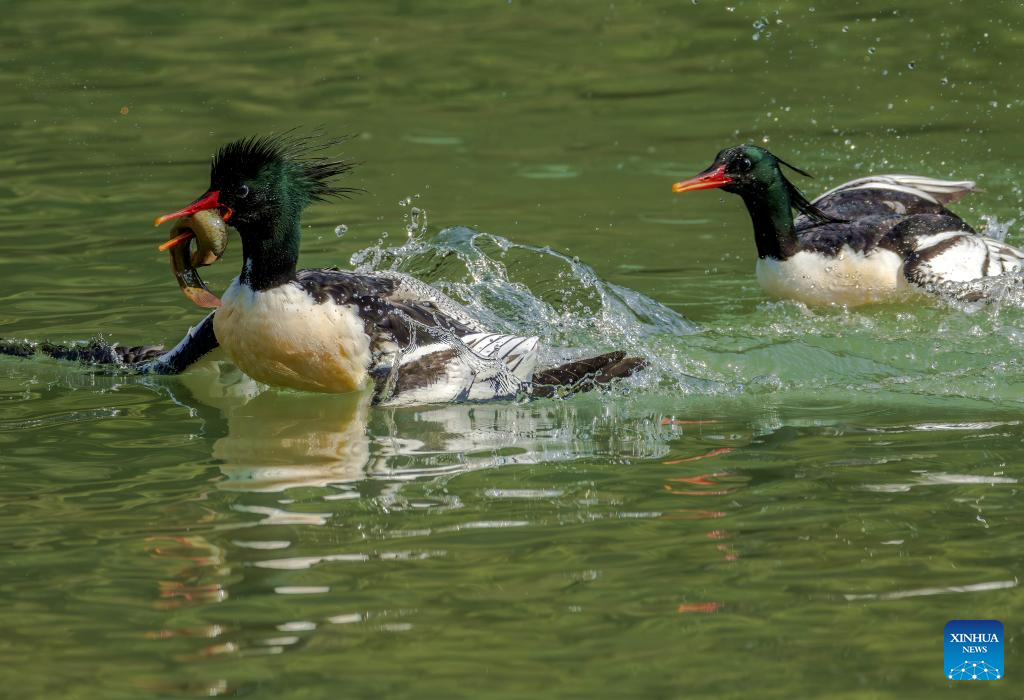 In pics: Chinese Mergansers in Yongtai, China's Fujian