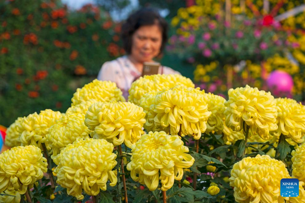 In pics: 2024 Xiaolan chrysanthemum exhibition in Guangdong, S China