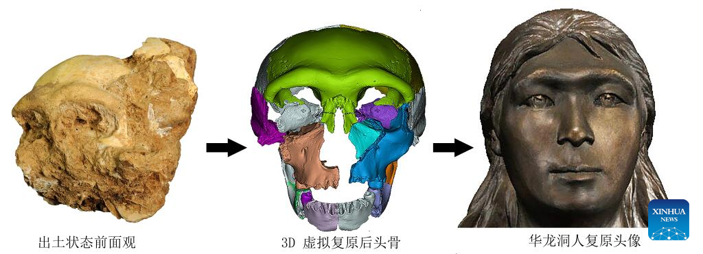 China Focus: China discovers landmark human evolution fossils