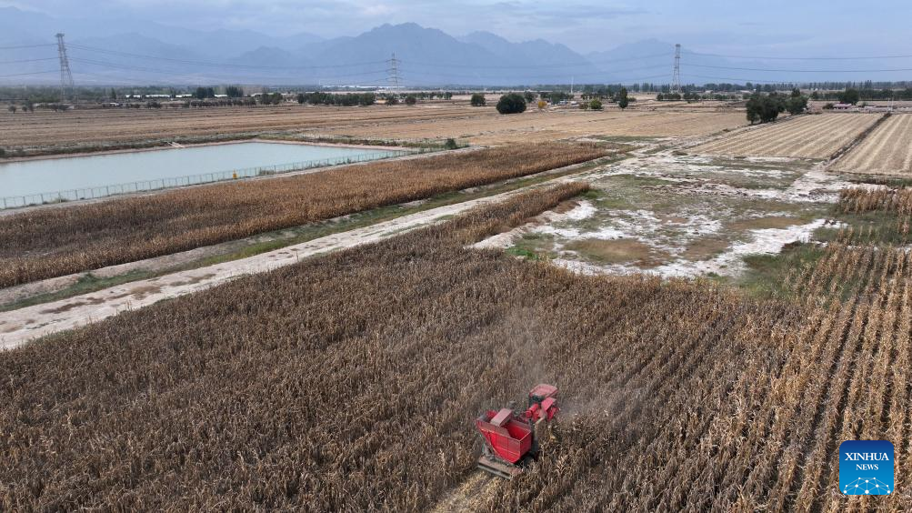 University professor committed to transforming saline-alkali land into arable land