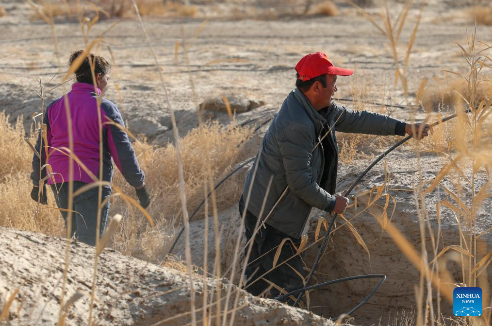 Desert control project in Xinjiang improves farmer's life