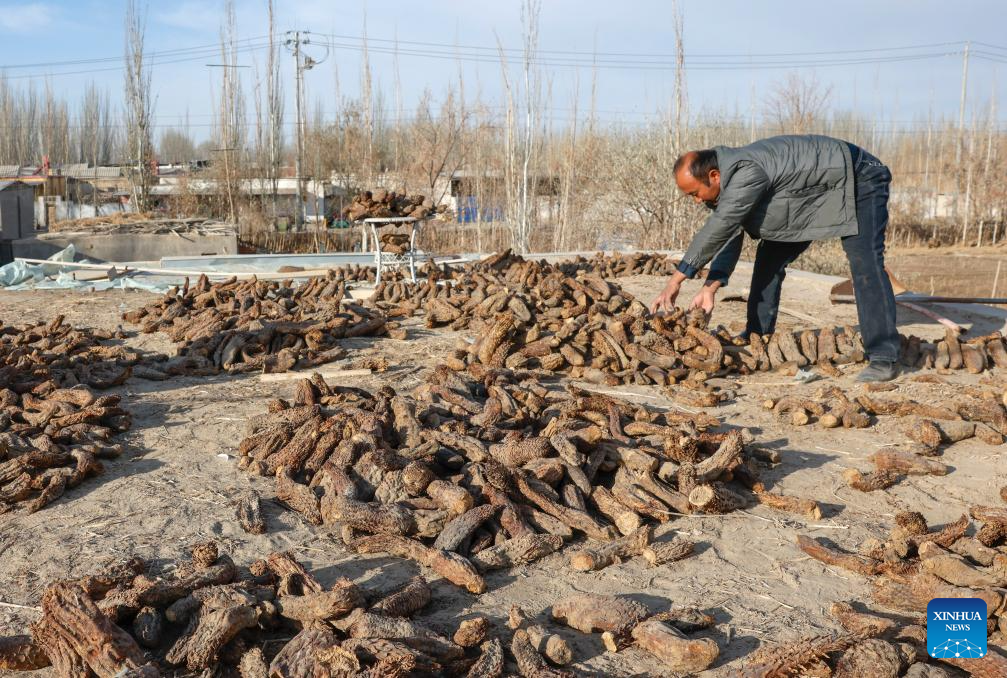 Desert control project in Xinjiang improves farmer's life