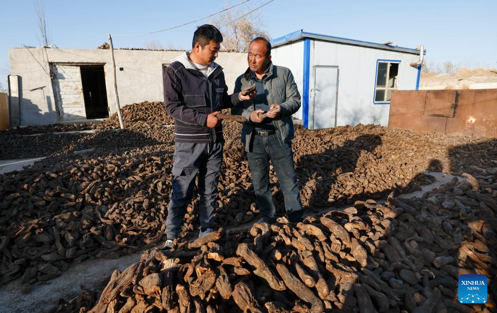 Desert control project in Xinjiang improves farmer's life